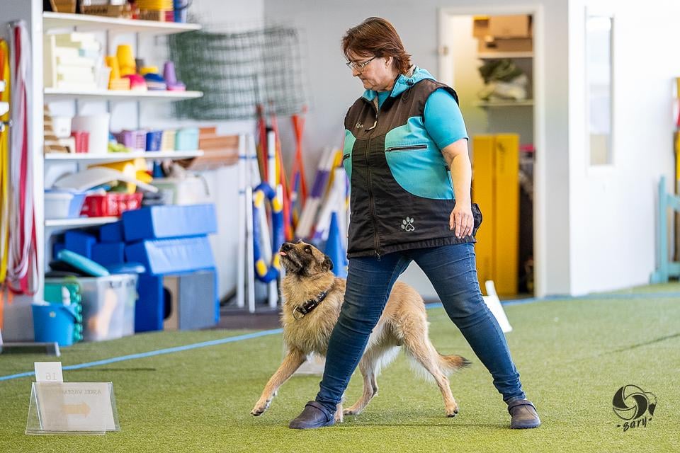 Sivu- ja viistoaskelien harjoittelu, 2026 tehtäviin liittyen by Koirakoulu Eija Heinonen tmi